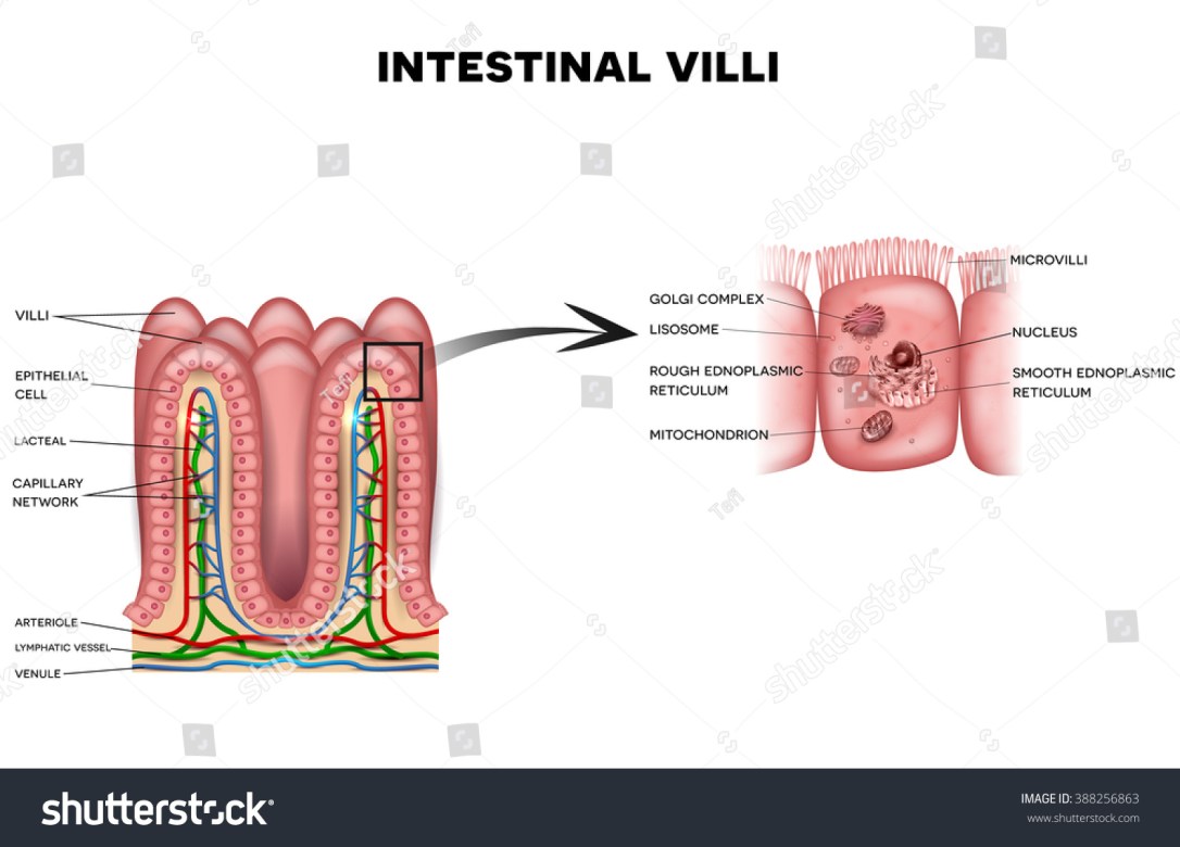 microvilli2